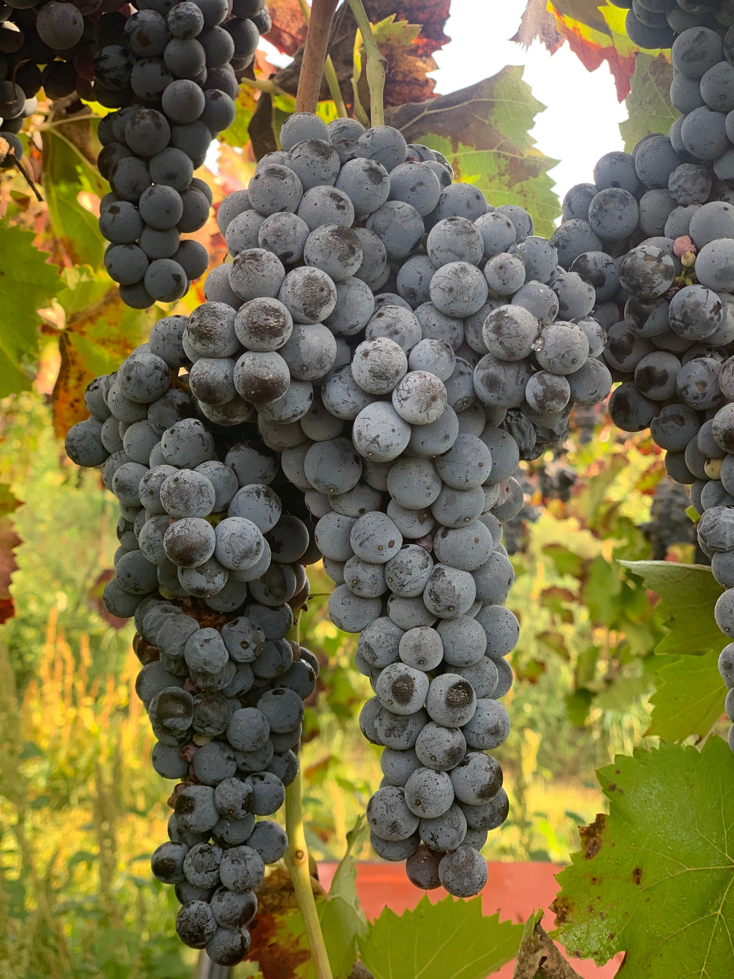 Aglianico del Taburno Rosso DOCG "Aeterno"